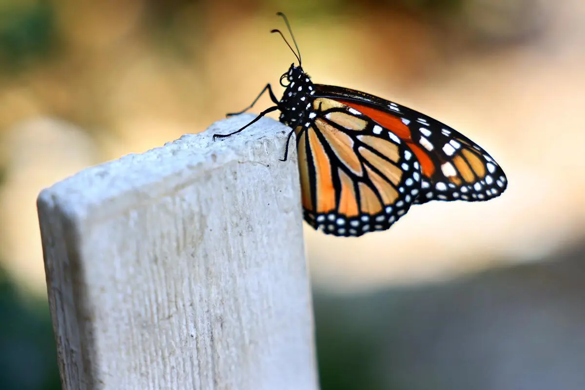 US Proposes Listing Monarchs as a Threatened Species